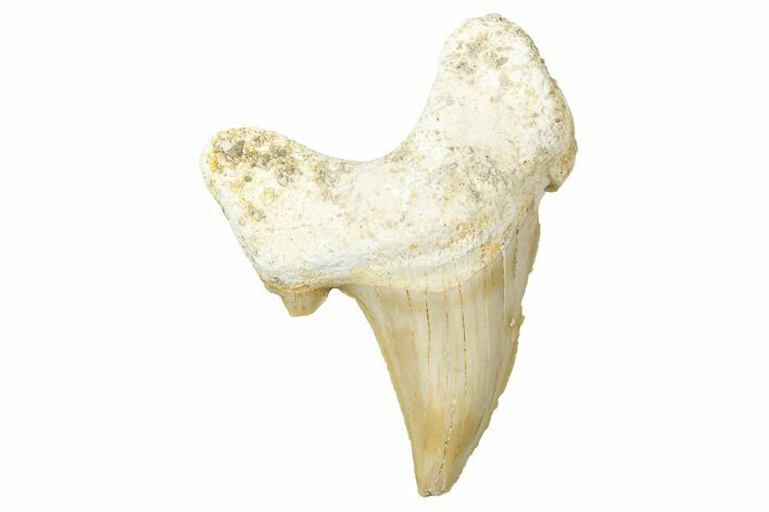 Fossil Shark Tooth (Otodus) - Morocco #353471
